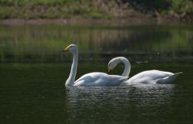 Cygnus cygnus