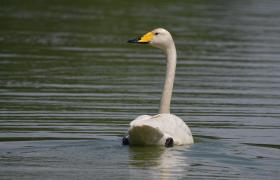 Cygnus cygnus