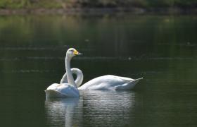 Cygnus cygnus