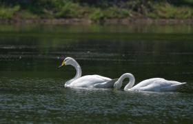 Cygnus cygnus
