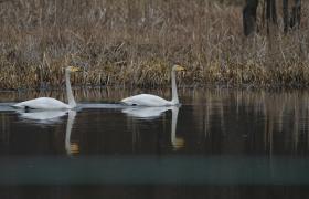Cygnus cygnus