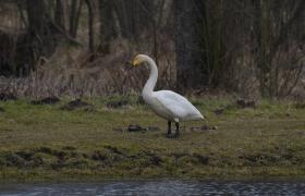 Cygnus cygnus