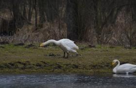 Cygnus cygnus