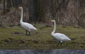 Cygnus cygnus