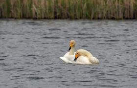 Cygnus cygnus