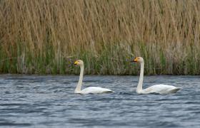 Cygnus cygnus