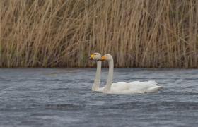 Cygnus cygnus