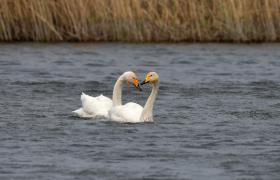 Cygnus cygnus