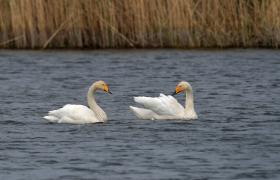 Cygnus cygnus