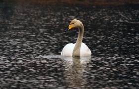 Cygnus cygnus