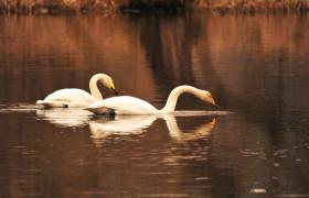 Cygnus cygnus