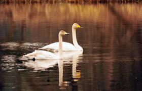 Cygnus cygnus