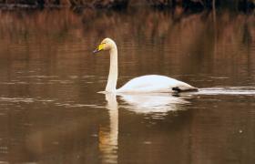 Cygnus cygnus