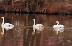 Cygnus cygnus