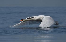 Cygnus olor