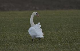 Cygnus olor