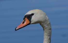 Cygnus olor