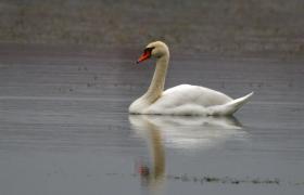 Cygnus olor