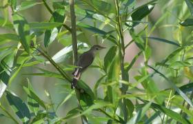 Acrocephalus palustris