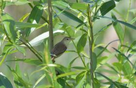 Acrocephalus palustris