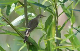 Acrocephalus palustris