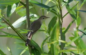 Acrocephalus palustris