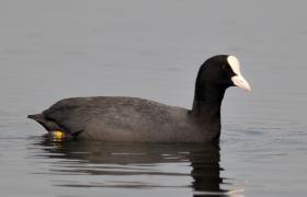 Fulica atra