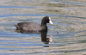 Fulica atra