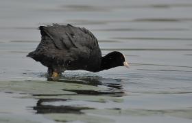 Fulica atra
