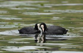 Fulica atra