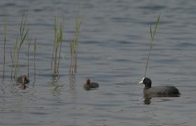 Fulica atra