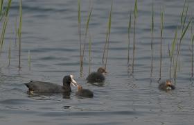 Fulica atra