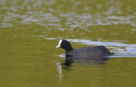 Fulica atra