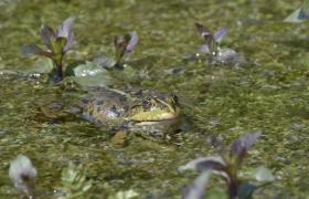 Pelophylax ridibunda