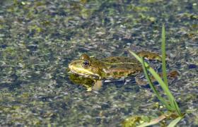 Pelophylax ridibunda