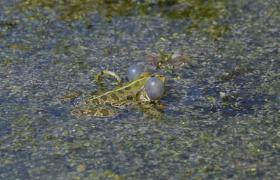 Pelophylax ridibunda