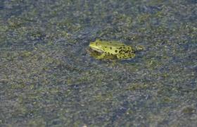 Pelophylax ridibunda