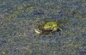 Pelophylax ridibunda