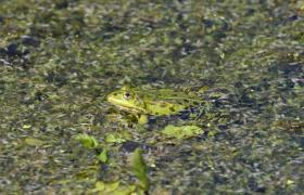 Pelophylax ridibunda