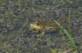 Pelophylax ridibunda