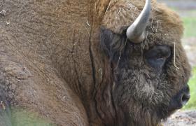 Bison bonasus