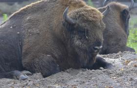 Bison bonasus