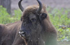 Bison bonasus