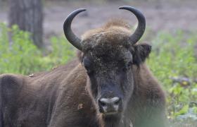 Bison bonasus