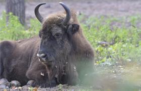 Bison bonasus