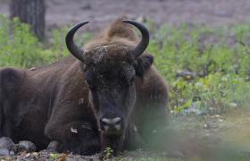 Bison bonasus