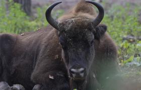 Bison bonasus