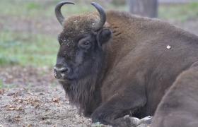 Bison bonasus