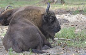 Bison bonasus