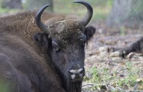 Bison bonasus
